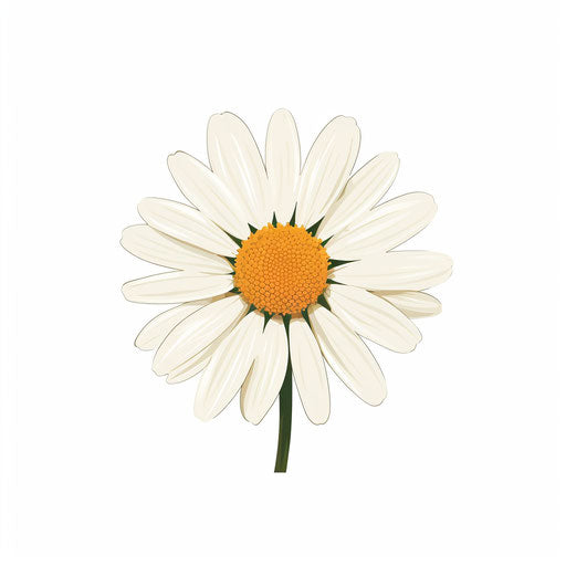 Daisy flower illustration in a minimalist style, on white background