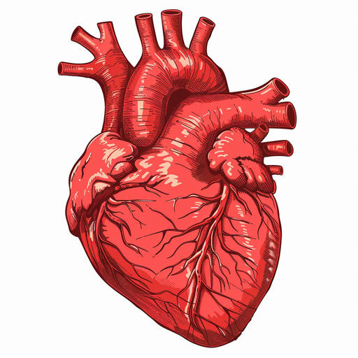 Red heart on white background, cartoonish style, undefined anatomy