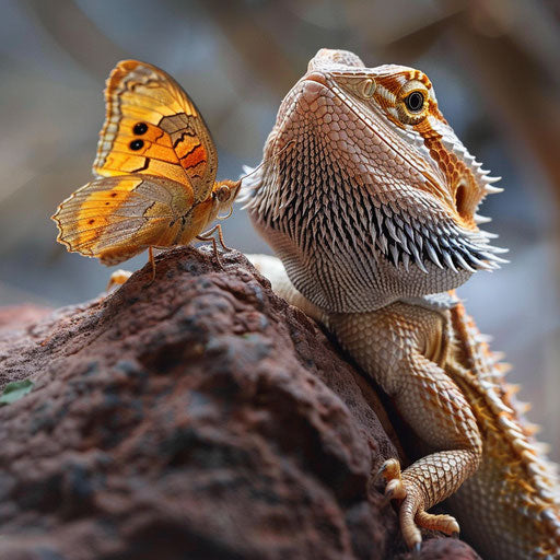 Playful interaction between a bearded dragon and a butterfly