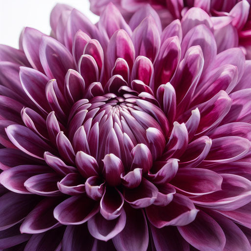 Violet chrysanthemum on white background, dark silver maroon style