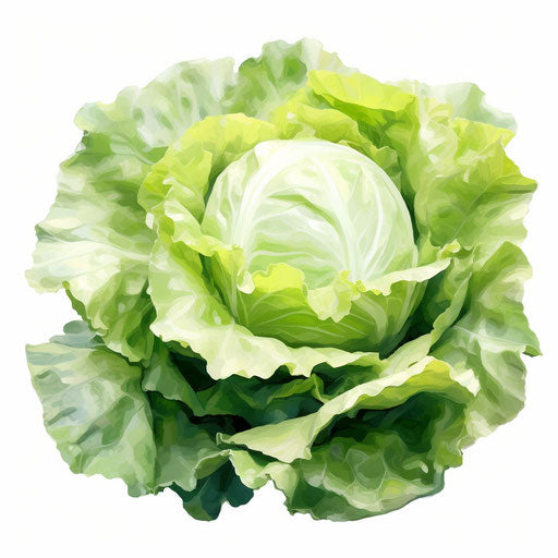 Lettuce clipart in the style of Impressionistic Art, on white background