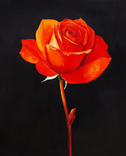 Passionate red rose on a black night background