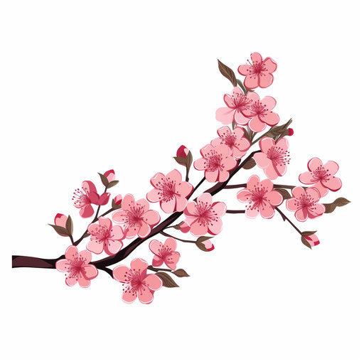 Cherry blossom flowers illustration in a minimalist style, on white background
