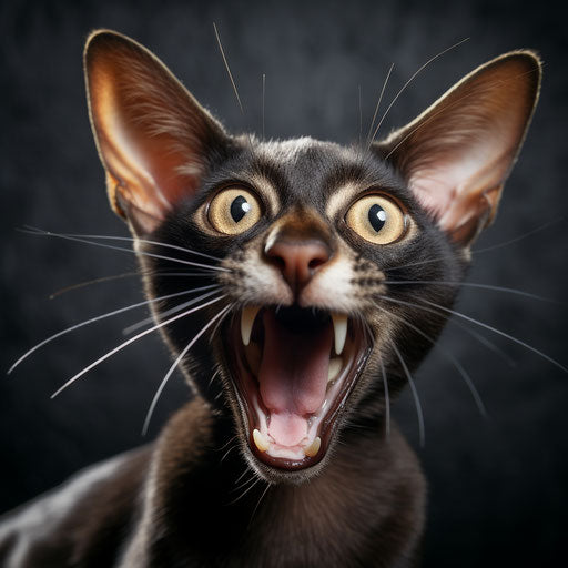 Oriental Shorthair Cat Meowing