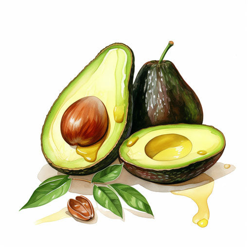 Avocado clipart in the style of oil painting, on white background
