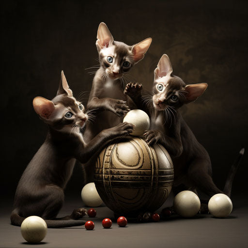 Oriental shorthair cat kittens playing