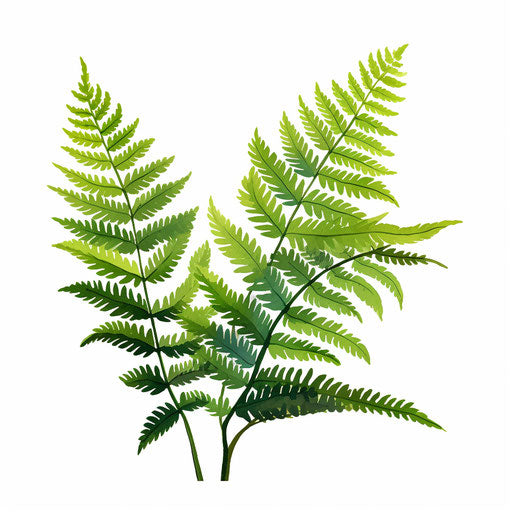 Fern illustration in the style of oil painting, on white background