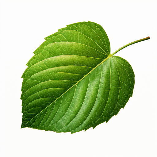 Green leaf illustration in the style of Chiaroscuro Art