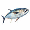Tuna Clipart in Oil Painting Style: 4K & Vector
