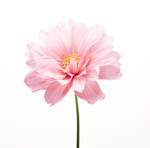 Flower Tattoo - Blossoming Art