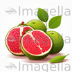 Guava Clipart in Chiaroscuro Art Style: Vector & 4K