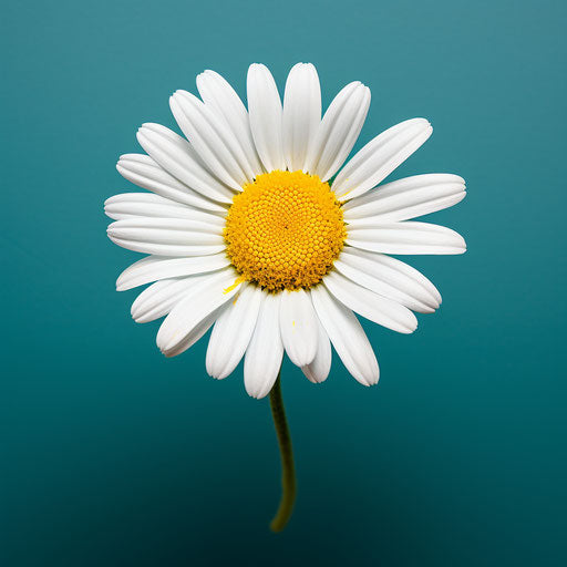 Flower Whatsapp Dp. Crafting Digital Masterpieces!