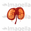 Liver Clipart in Minimalist Art Style: 4K & Vector