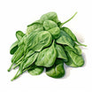Spinach Clipart in Impressionistic Art Style: 4K & Vector