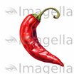 Chilli Clipart in Oil Painting Style: 4K & SVG