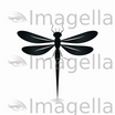 Dragonfly Clipart in Minimalist Art Style: 4K & SVG